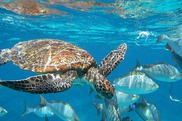 Best Seller - Surin Islands Snorkeling Trip from Khao Lak