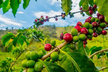 Private Tour - Coffee Tour / Gastronomic Tour (Cultivations) 