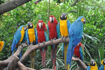 Day Tour to Admire the Panorama of Gulangyu Island and Visit the Precious Birds