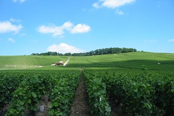 Private Champagne Tour and Reims from Paris with Hotel Pick Up
