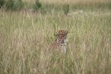 10days best of Uganda Mountain Gorillas Wildlife and culture tour