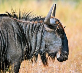 4 Days Masai Mara and Lake Nakuru