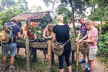 Coffee Farm Experience at Finca El Ocaso from Salento