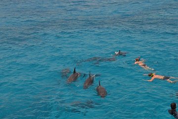 Dolphin House sea trip