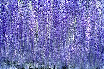 Hitachi National Seaside Park`s Flowers & Ashikaga Flower Park 