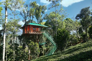 Treehouse stay in munnar