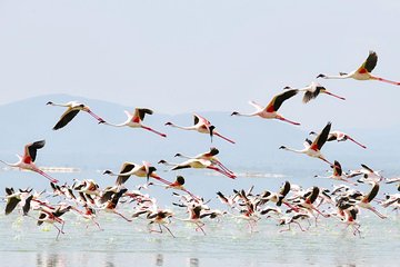 6-Day Amboseli, Lake Naivasha & Maasai Mara Safari