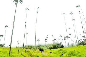 Cocora Valley Half Day Trip from Salento