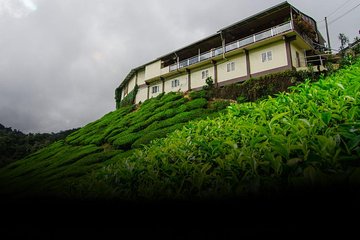 Tea Factory Tour at Elpitiya