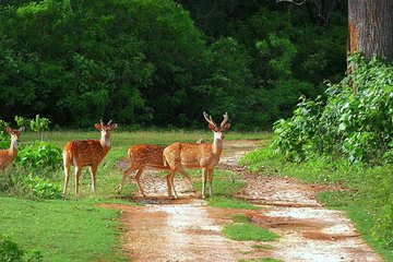 Yala Safari & Bundala Bird Watching Safari ( All Inclusive) From Mirissa