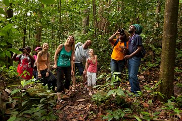 St Lucia Rainforest Walk