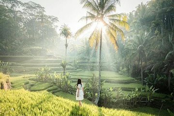 Full-day ubud private tour - monkey forest - waterfall - free wifi