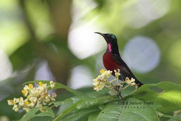 Half-Day Bird Watching Tour in Yangon