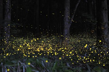 Fireflies Tour and Batu Cave Visit with Boat Ride and Seafood Dinner