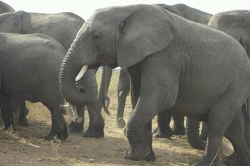 1 Day Tarangire National Park Day Tours