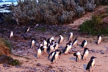 Phillip Island Private Experience