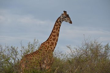 Samburu/ Aberdare/ Lake Nakuru/ Masai Mara 7 Days Safari