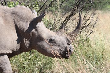 Rhino & Lion Nature Reserve & Wonder Caves