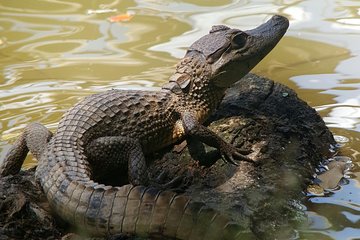  Caño Negro Wetlands by Boat|Small groups 8 max