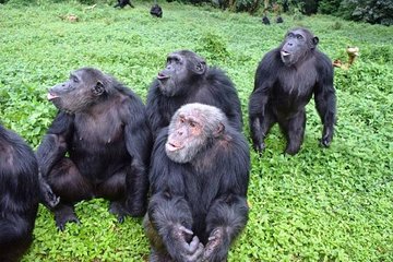 Magical Christmas Tour in Entebbe, Uganda