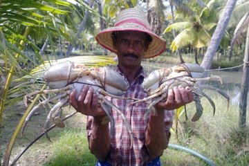 Kumbalangi Village Sightseeing Tour