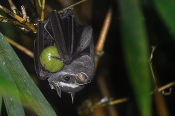 Night Hike in Drake Bay with Certified Guide