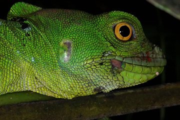Sloth and frogs watching (Nigth Walk)