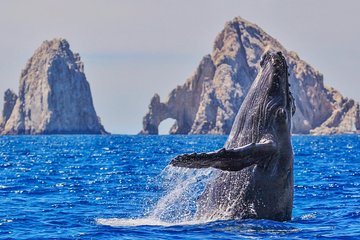 Whale Watching Tour in Glass Bottom Boat (VisitA Cabo)