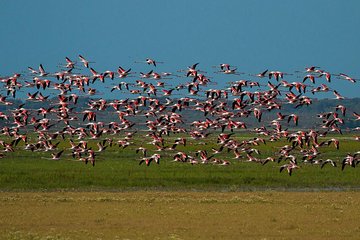 A Day Through the Doñana National Park and the Village of Rocio