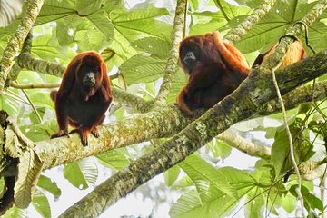 Looking for the Howler Monkey in Beards - Bremen