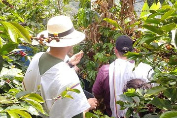 Coffee tour, a coffee between mountains - Medellín