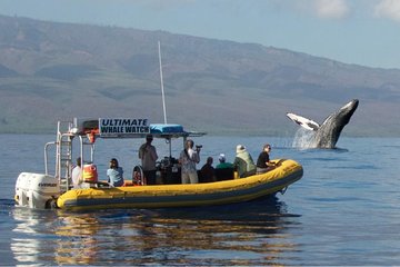 Ultimate Whale Watch, 2 Hour (Lahaina) Raft Style 