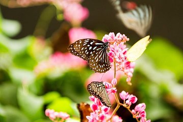 Nature And Gardens Tour From Kuala Lumpur All Entrance Included