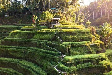 Ubud In On Day