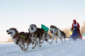 1day Dog Sledging, Visit The Terelj National Park And Chenggis Khaan Statue.