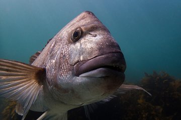 Guided Snorkel Experience, Advanced