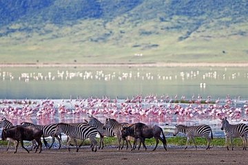 Lake Elementaita Guided Flamingoes Day Tour from Nairobi