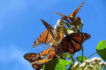 Monarch Butterfly Private Tour (Morelia)