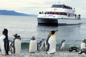 Beagle Channel Navigation Penguin Colony 