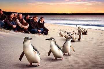 [Private Tour] “Penguin Parade” Phillip Island Tour. 