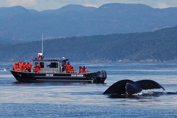 Ultimate Marine Whale & Wildlife Tour