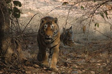 Leopard Safari & Jaipur City Tour