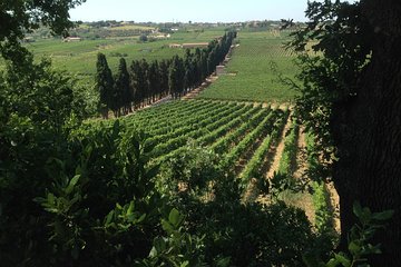 Roman Countryside, Castles and Lakes, Winery