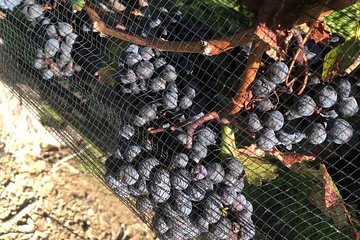  Private wine Tours- Toronto To Niagara-on-Lake