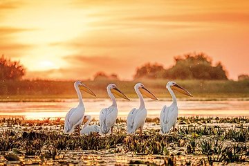  Danube Delta Private Tour from Bucharest - 2 Days tour