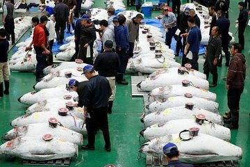 Toyosu Market Morning Tuna Auction and Tsukiji Food Tour with Licensed Guide