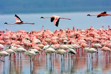 6 Days Aberdares, Lake Bogoria & Masai Mara Wildlife Safari 
