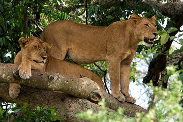 3 Day Queen Elizabeth National Park