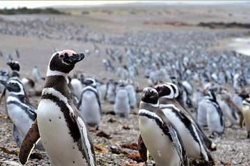 Punta Tombo Shore Excursion w/box Lunch(Shared tour for cruises) 