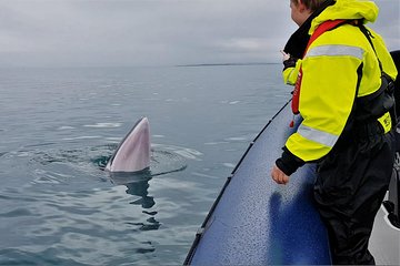 2-Hour RIB Boat Whale Watching Tour from Reykjavik